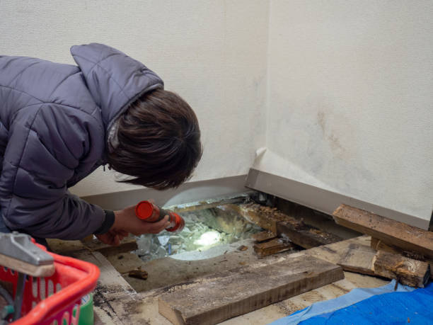 Best Environmental Consulting for Mold Prevention  in Galena, KS